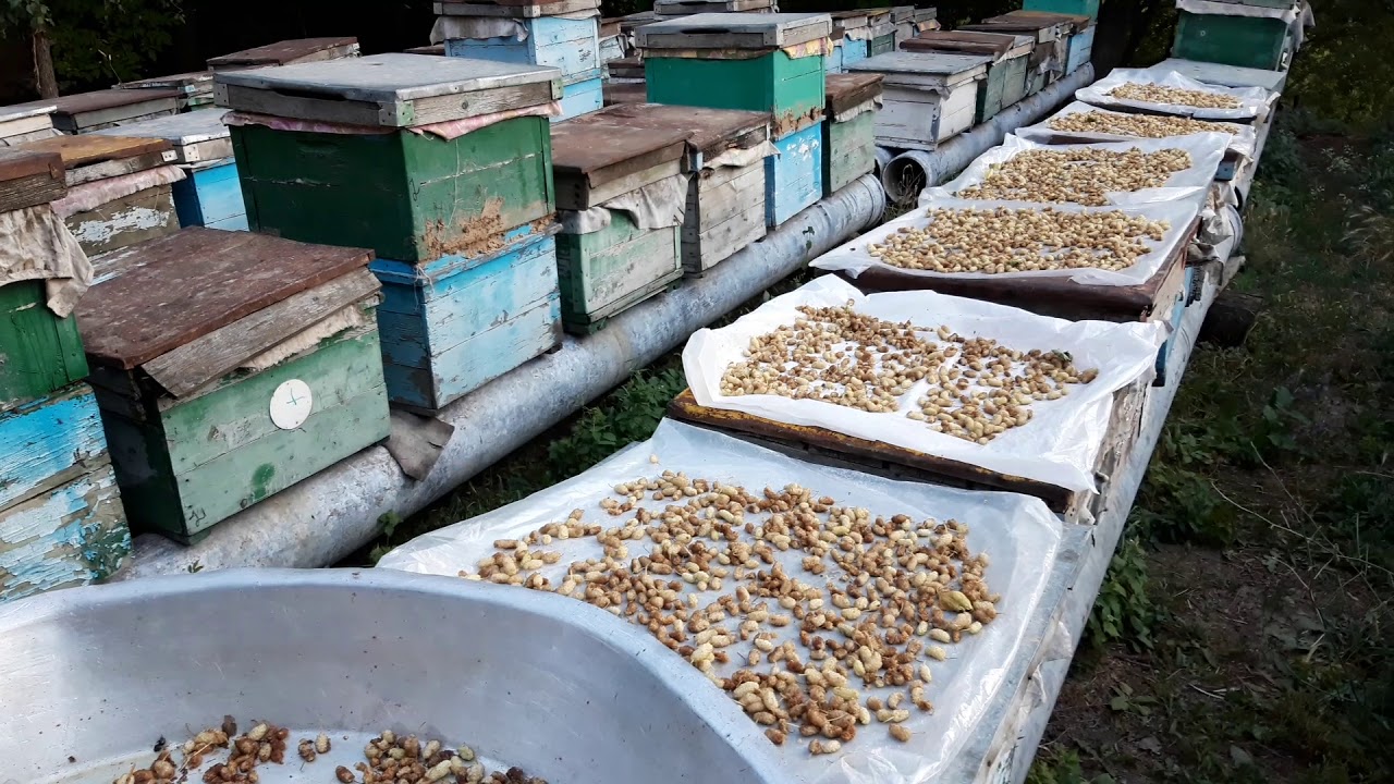 Tut qurutmaq çətin işdi