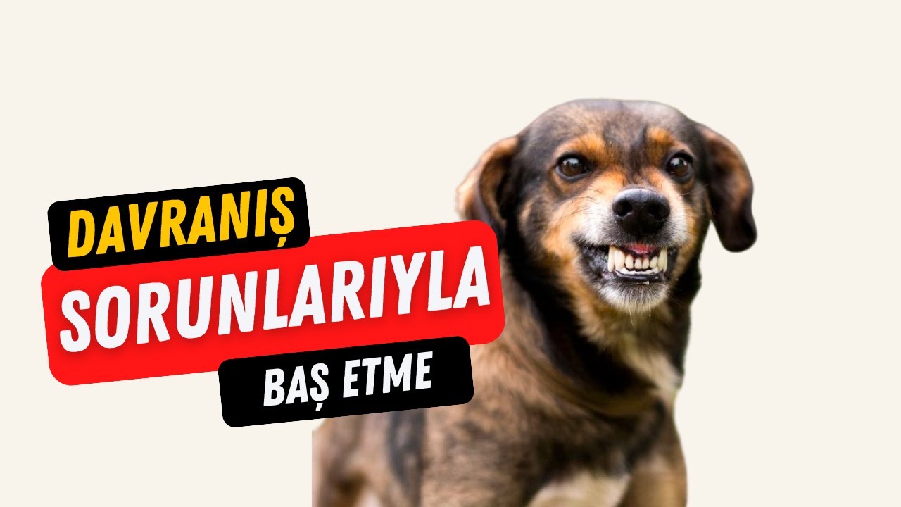 Yavru K&ouml;pek Davranış Sorunlarıyla Baş Etme Rehberi - K&ouml;pek Eğitimi Videoları