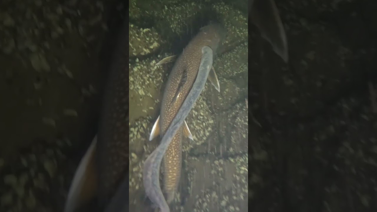 Snorkeling w zimnej wodzie z pstrągiem jeziorowym i węgorzem amerykańskim w jeziorze Champlain