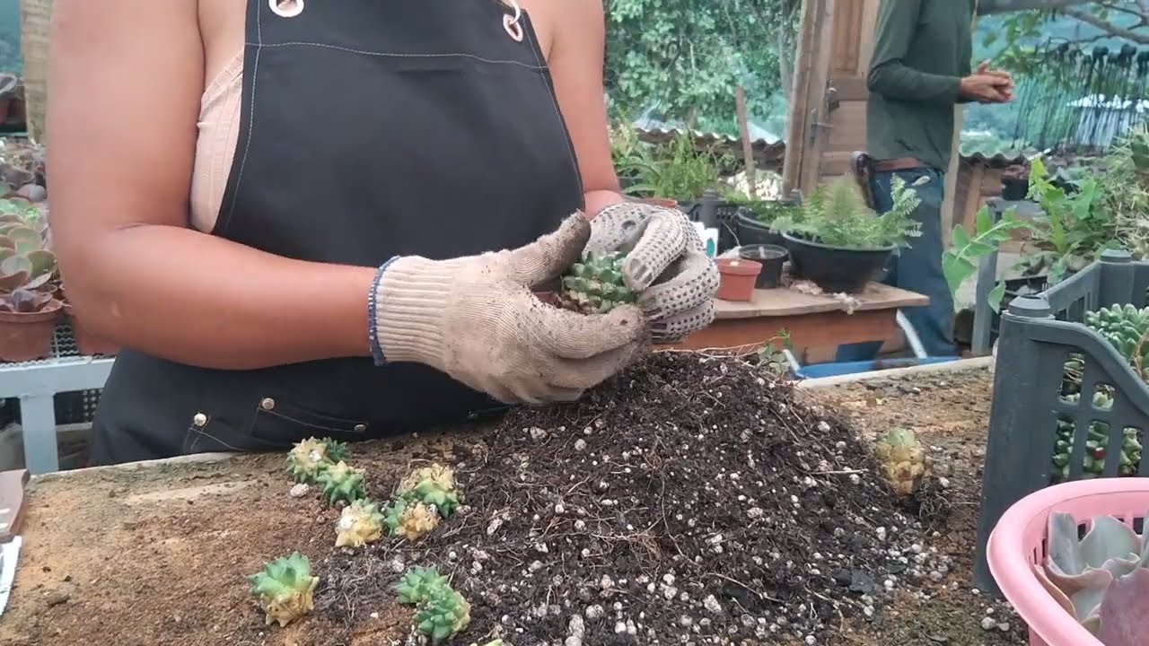 Plantio das suculentas compactas parte 1