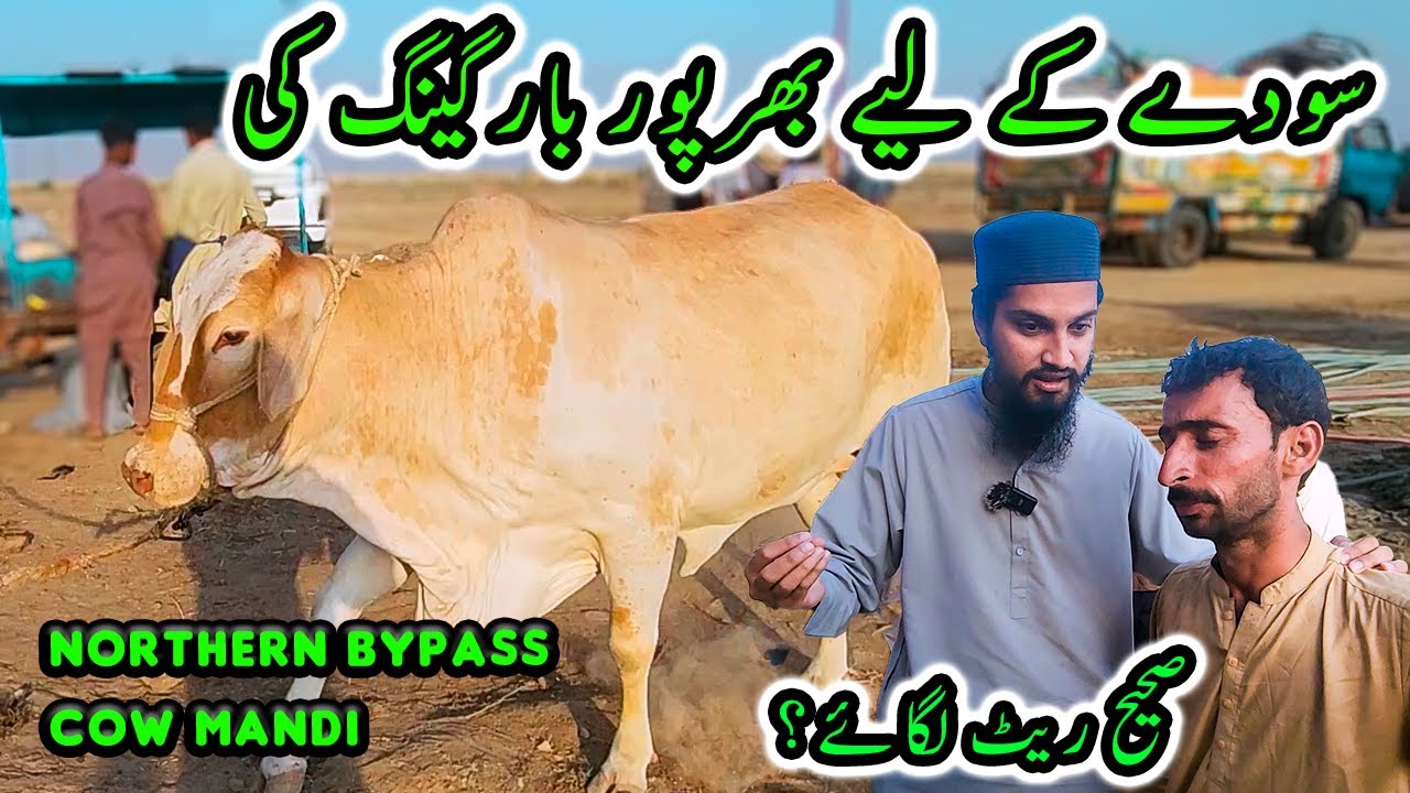SODAY KE LIYE SAHI RATES LAGAE? NORTHERN BYPASS COW MANDI 2024