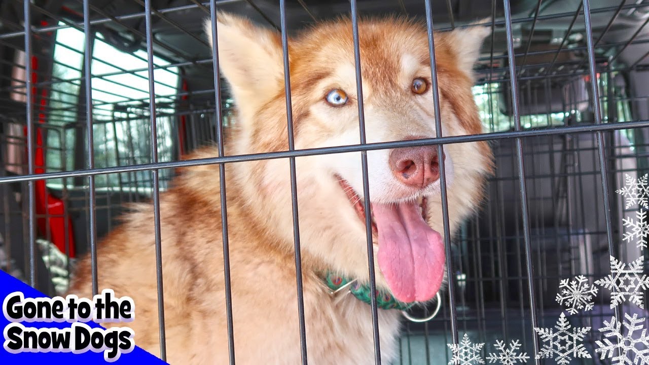 Meet Siberian Husky Ghost and Blue | Help us Help Huskies