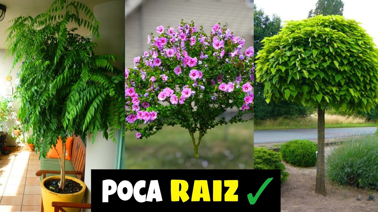 Los Mejores &Aacute;RBOLES PARA JARDINES PEQUE&Ntilde;OS | arboles para poco espacio 