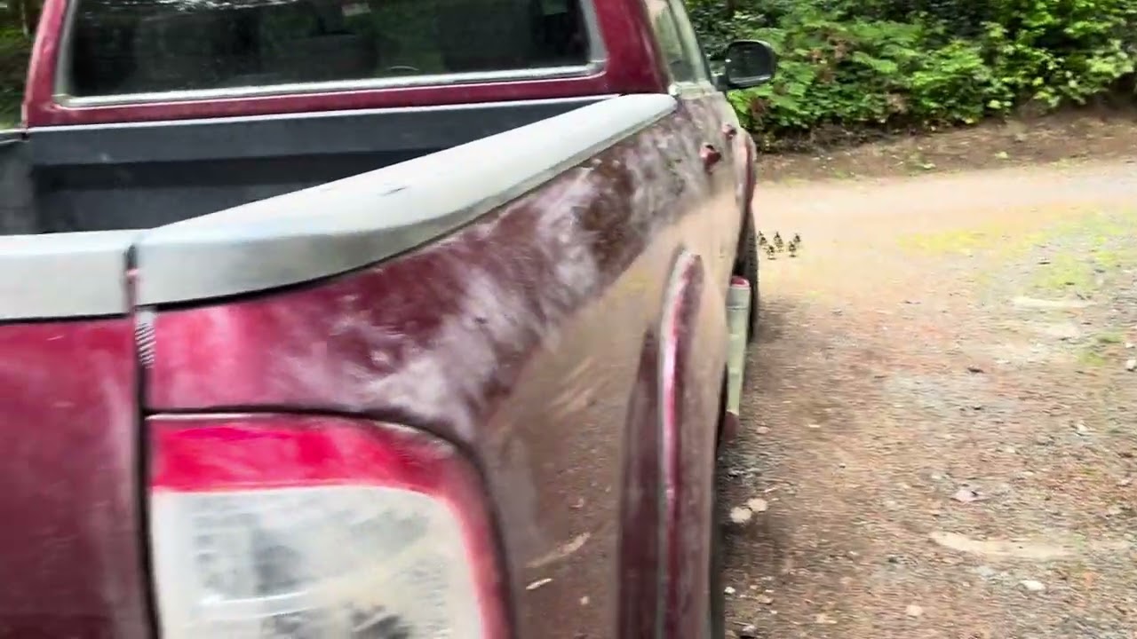 2025 05 13 Mallard Ducklings