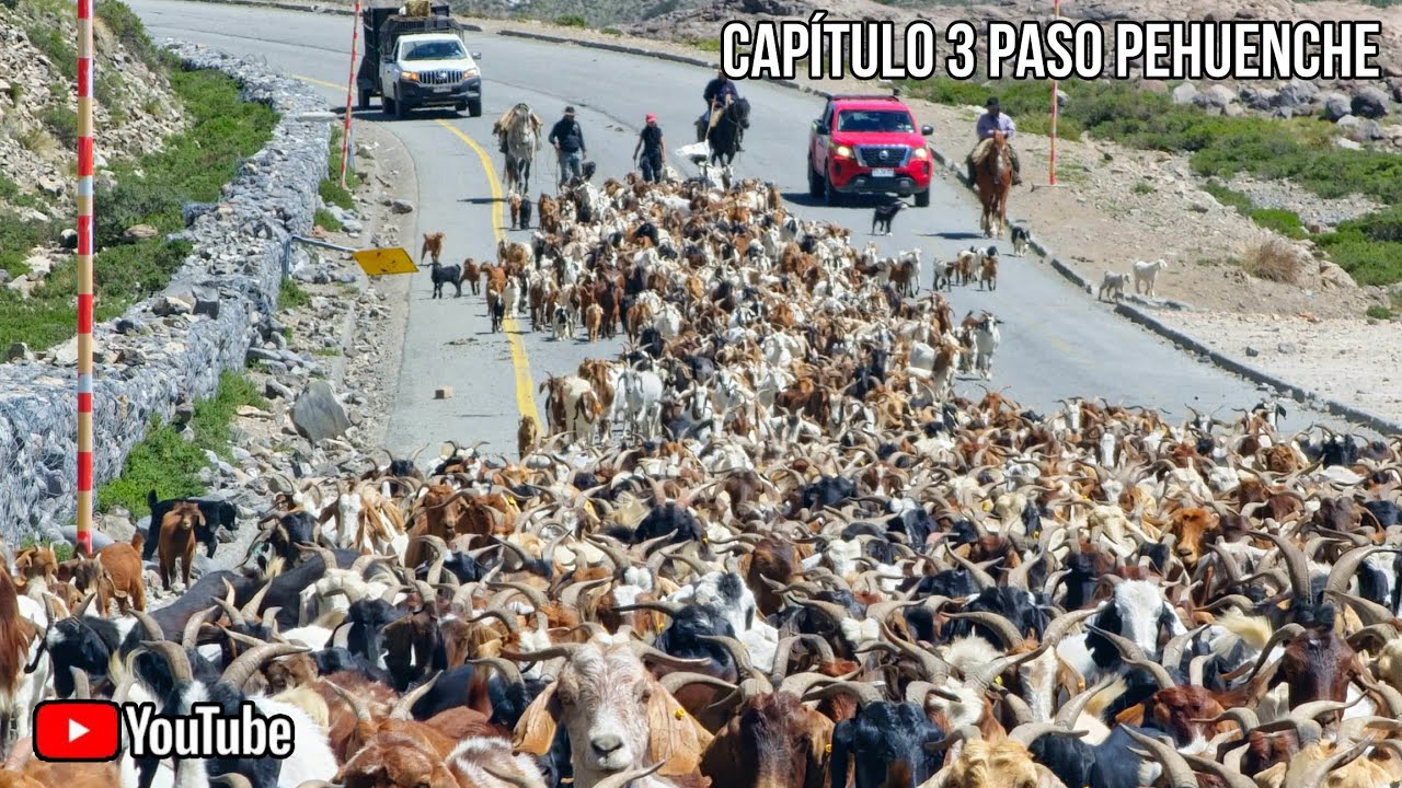 Arrieros Laguna del Maule como Arriamos cabras chivos por el paso internacional Pehuenche Capítulo 3
