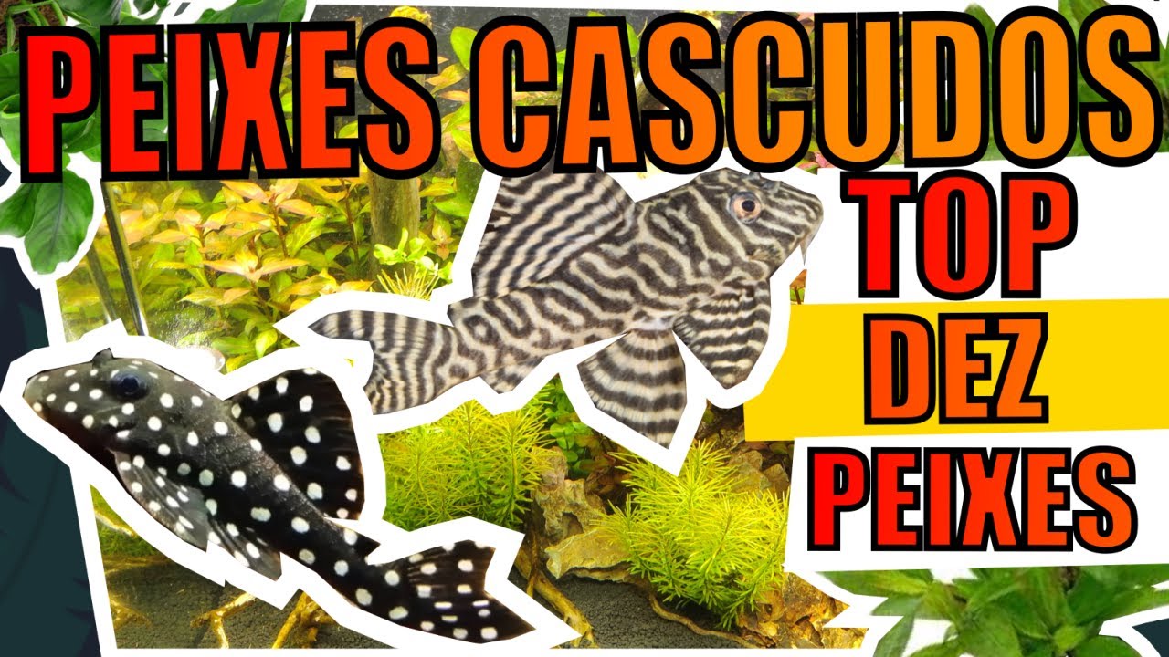 🔴TOP 10 CASCUDOS PARA AQU&Aacute;RIOS |Mr. Betta|
