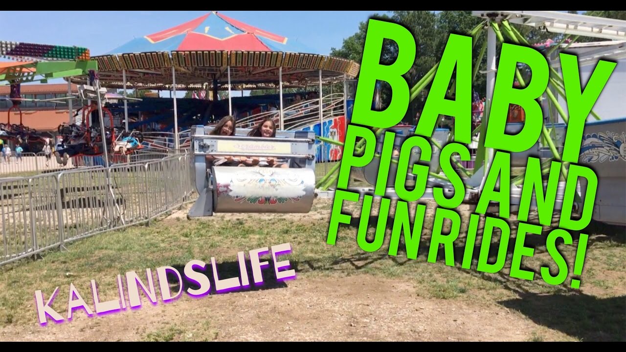 1 Day old Baby Pigs and they got me on this crazy ride!