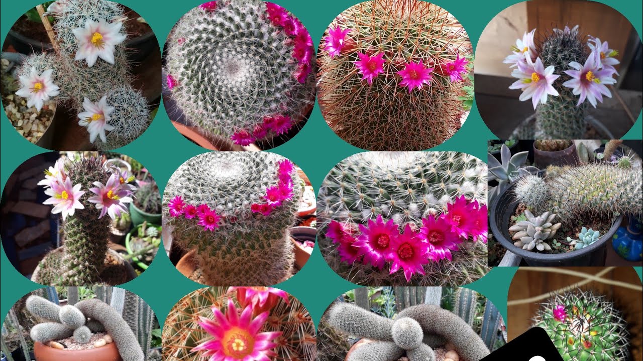 Cole&ccedil;&atilde;o de mammillarias   #colecaodemammillarias #cactos