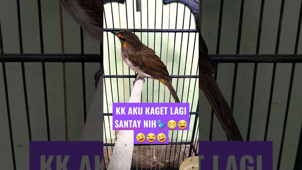 BURUNG CUCAK WILIS 🐦.#shorts #bubupatiand #BTS #subscribe #feedshorts #fyp #viral #trending
