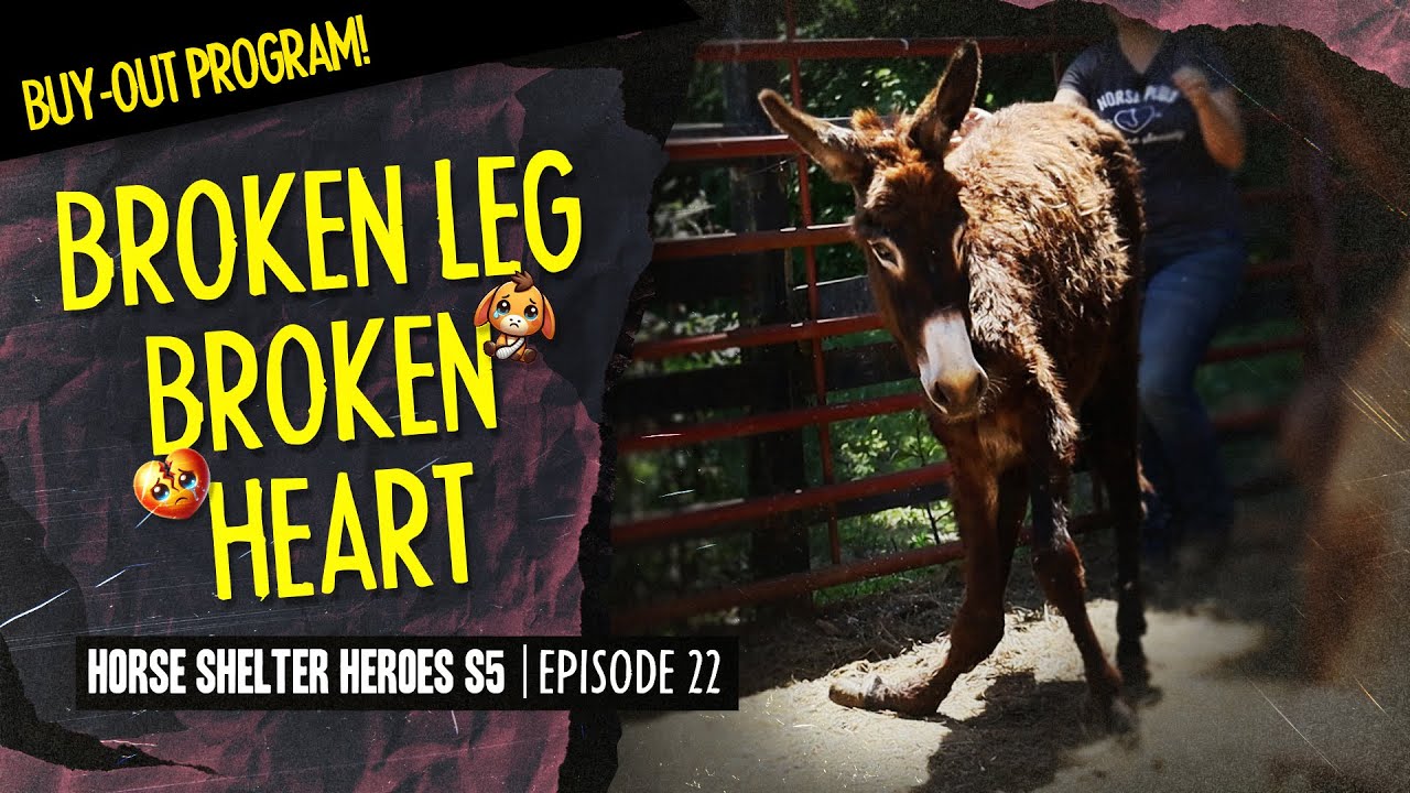 Horse Shelter Heroes S5E22 - Broken Leg Broken Heart