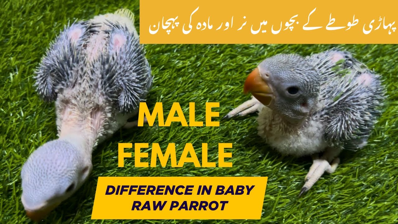 Alexander parrot baby Male Female Difference #babyparrot #parrot #rawparrot #alexanderparrot #birds