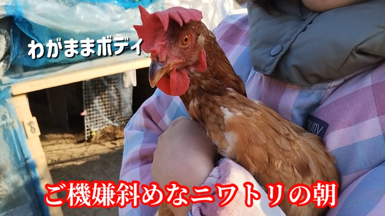 朝からご機嫌斜めなニワトリ