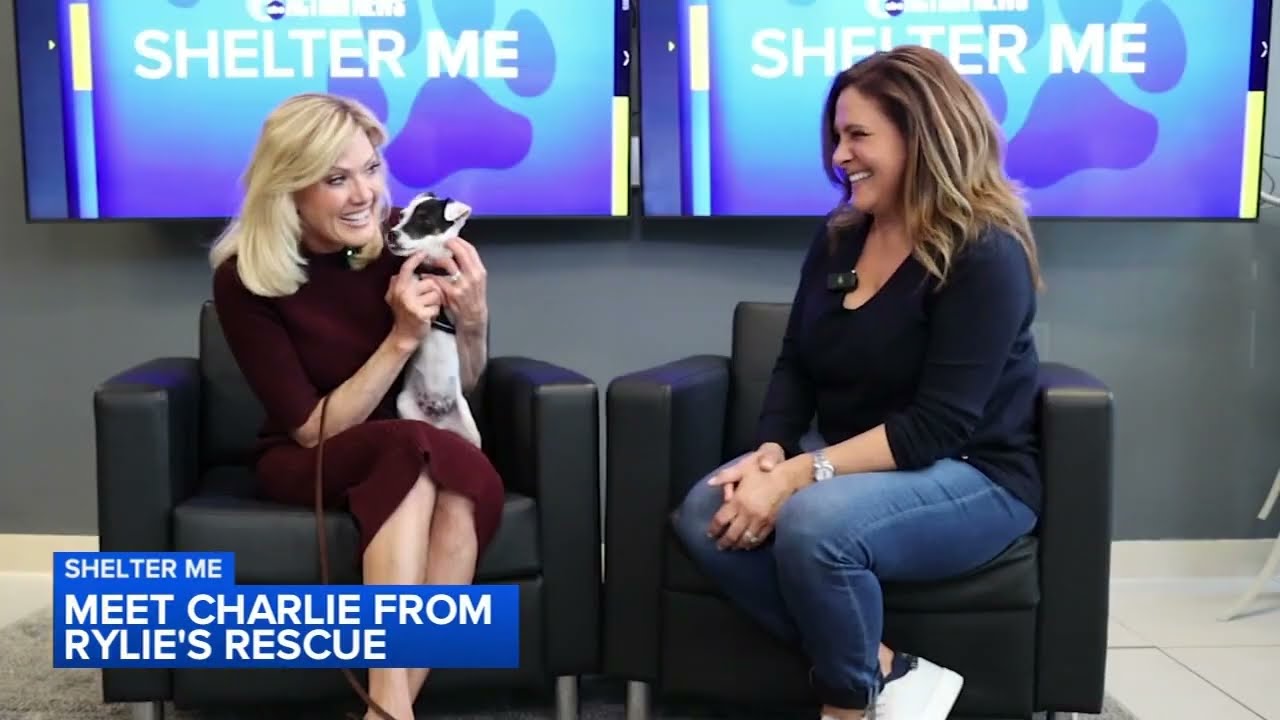 Shelter Me: Meet 4-month-old Jack Russell pup, Charlie!