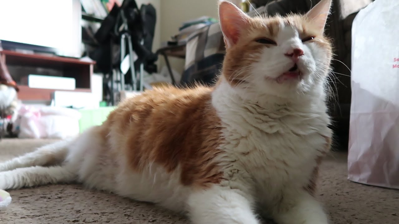 Cat Happily Purrs And Meows
