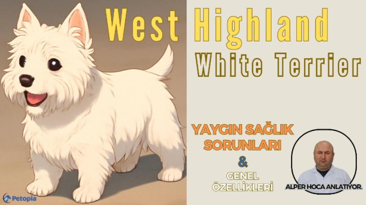 West Highland White Terrier Yaygın Sağlık Sorunları