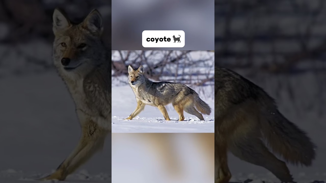 ANIMALI CHE REAGISCONO AD ATTACCHI DI RABBIA!!  #cosechenonsai #curiosit&agrave;