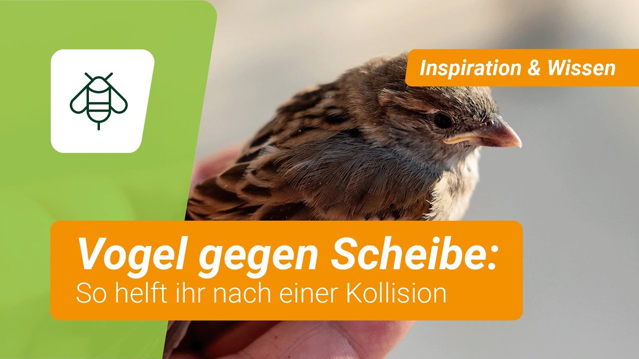 Was tun, wenn ein Vogel gegen die Scheibe geflogen ist?