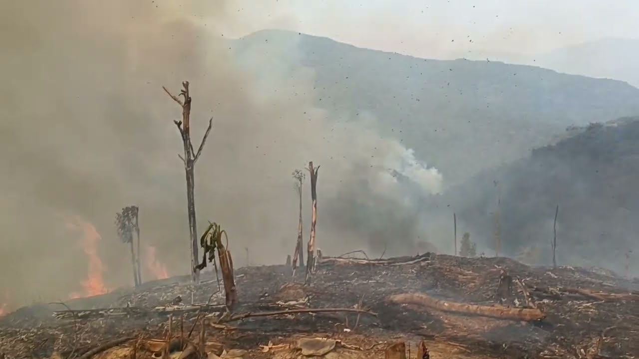 Naga Jhum cultivation #nature #nagaland #forest #fire #animals 