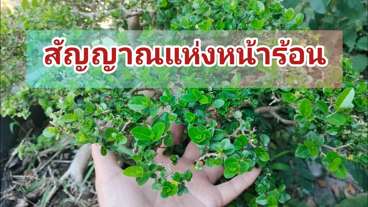 มาแล้ว..สัญญาณของหน้าร้อน..