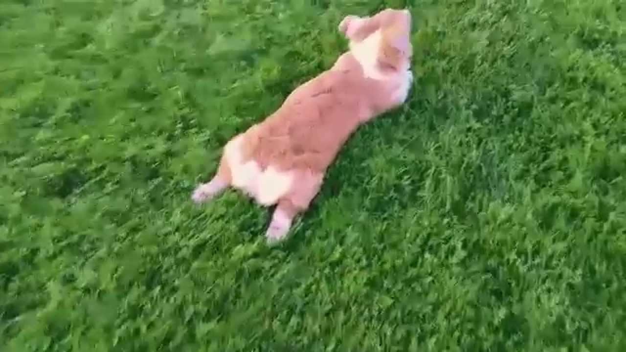 Run Sploot