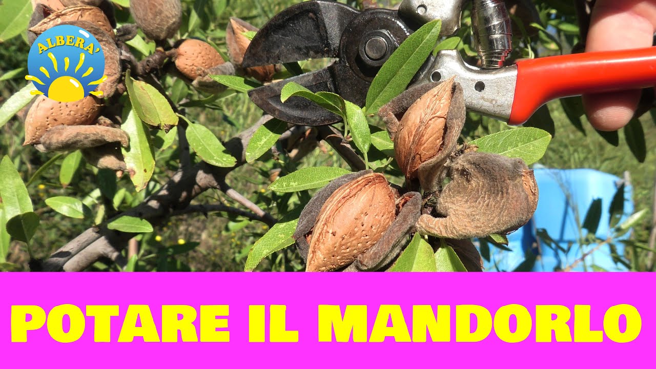 POTATURA DEL MANDORLO IN SOLE 4 MOSSE ( IN VERTICALE ) - TUTORIAL E PROVA PRATICA