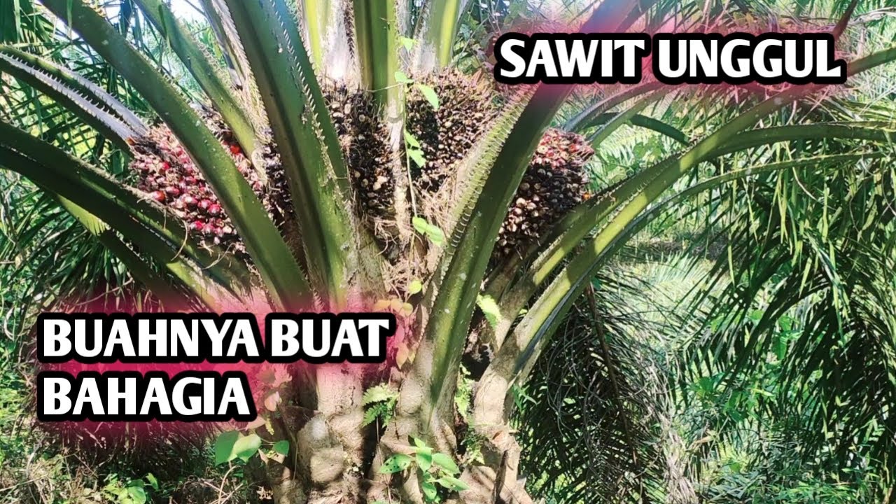 PANEN KELAPA SAWIT UNGGUL SEU SUPREME |  POKOK PENDEK BUAH BESAR | PANEN KELAPA SAWIT BESAR