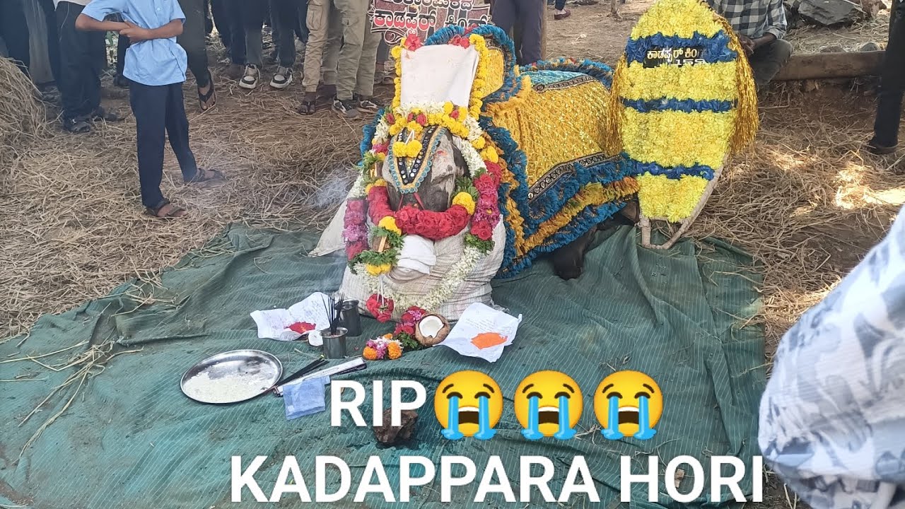  KADAPPARA KING HORI Chickajambur RIP😭😭10/11/25