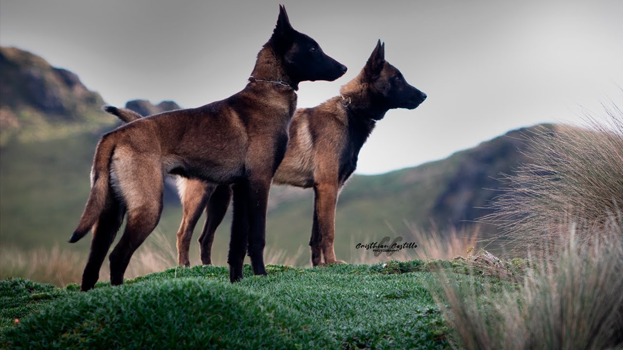 (Raza)  Pastor Belga Malinois Riobamba - Ecuador