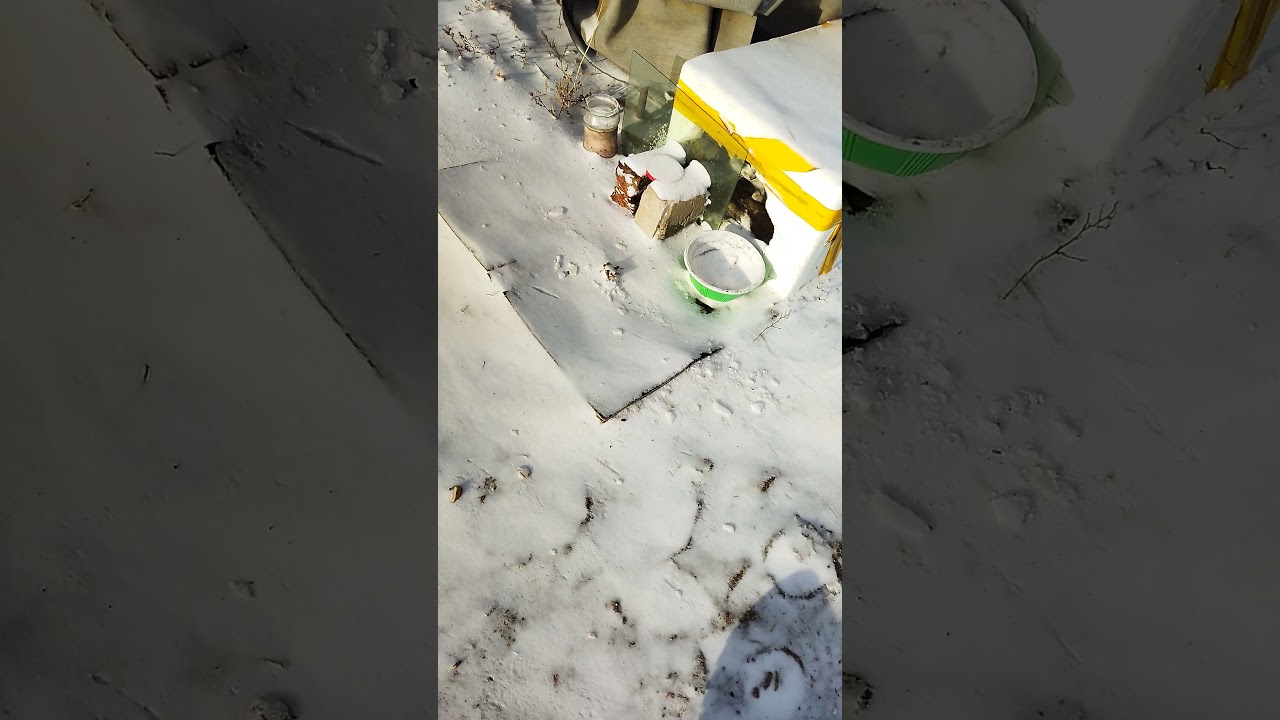 A stray cat shelter in winter