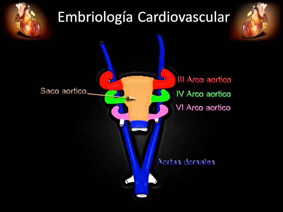 Embriologia de los arcos aórticos