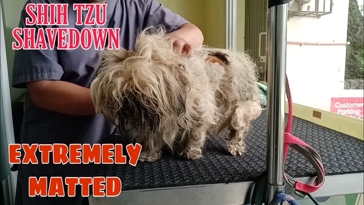 SHIH TZU SHAVEDOWN | EXTREMELY MATTED