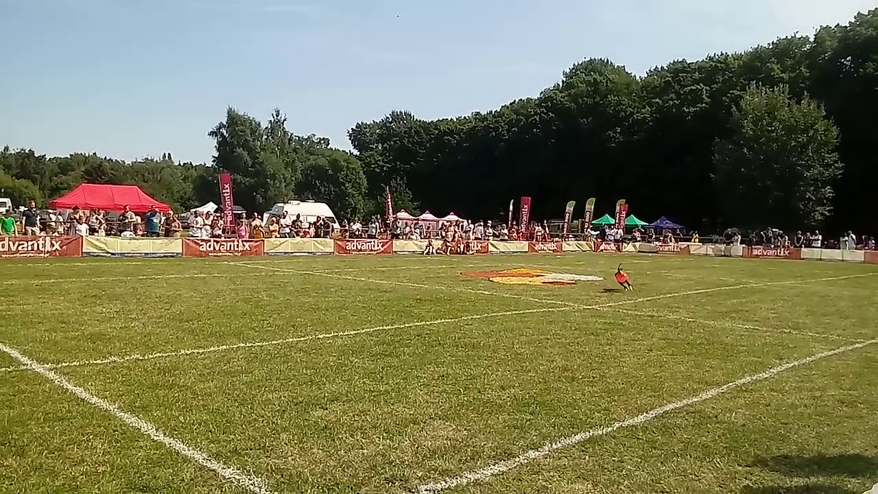 Kairen, UpDog Throw'n'Go lvl 1, Latające Psy Gdynia 2018