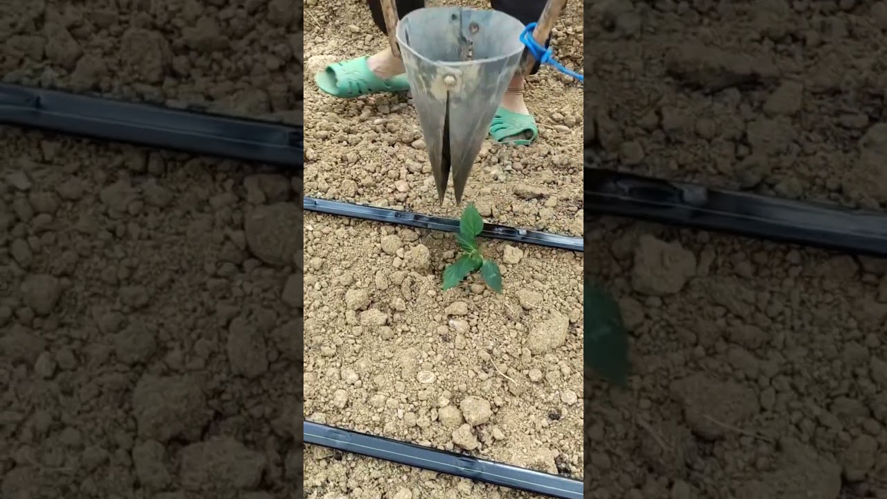 Farmers' tips for transplanting seedlings