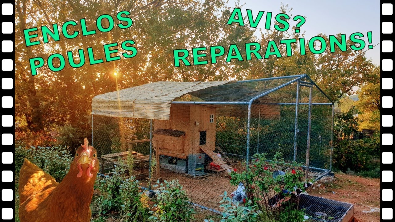 ENCLOS POUR POULES [AVIS]