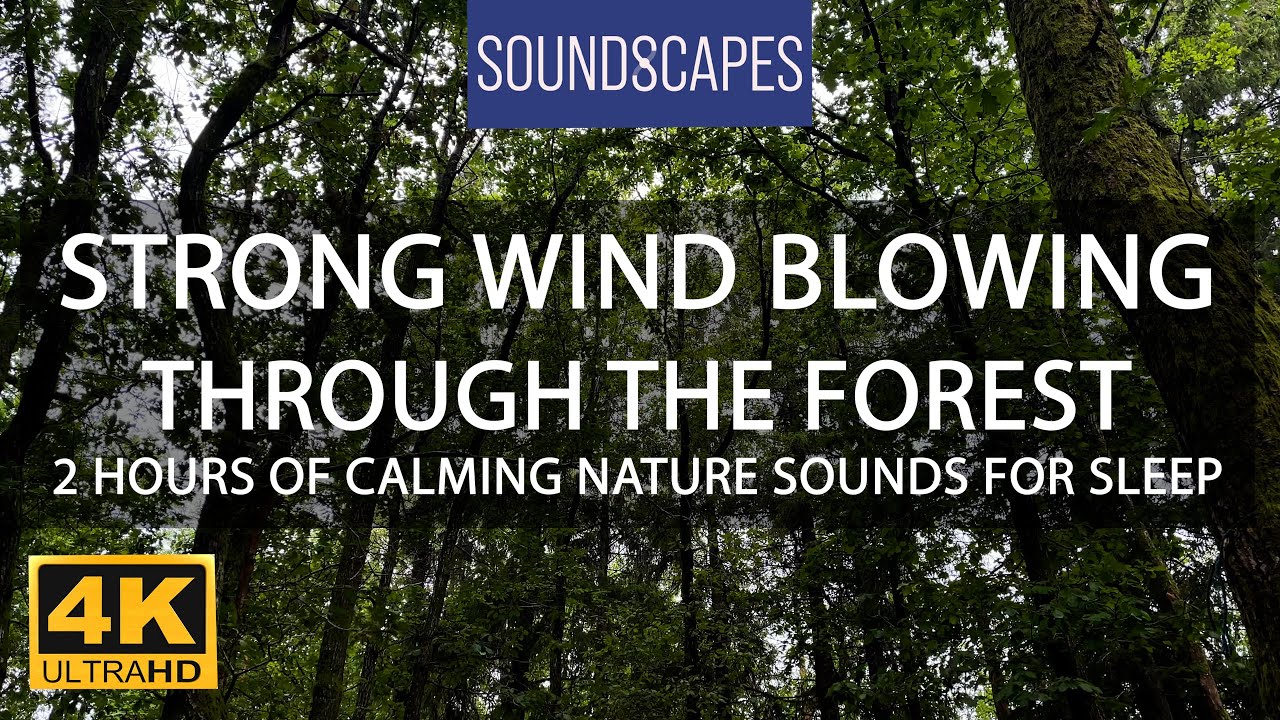 Trees blowing in the wind, 2 hours of relaxing wind sounds.