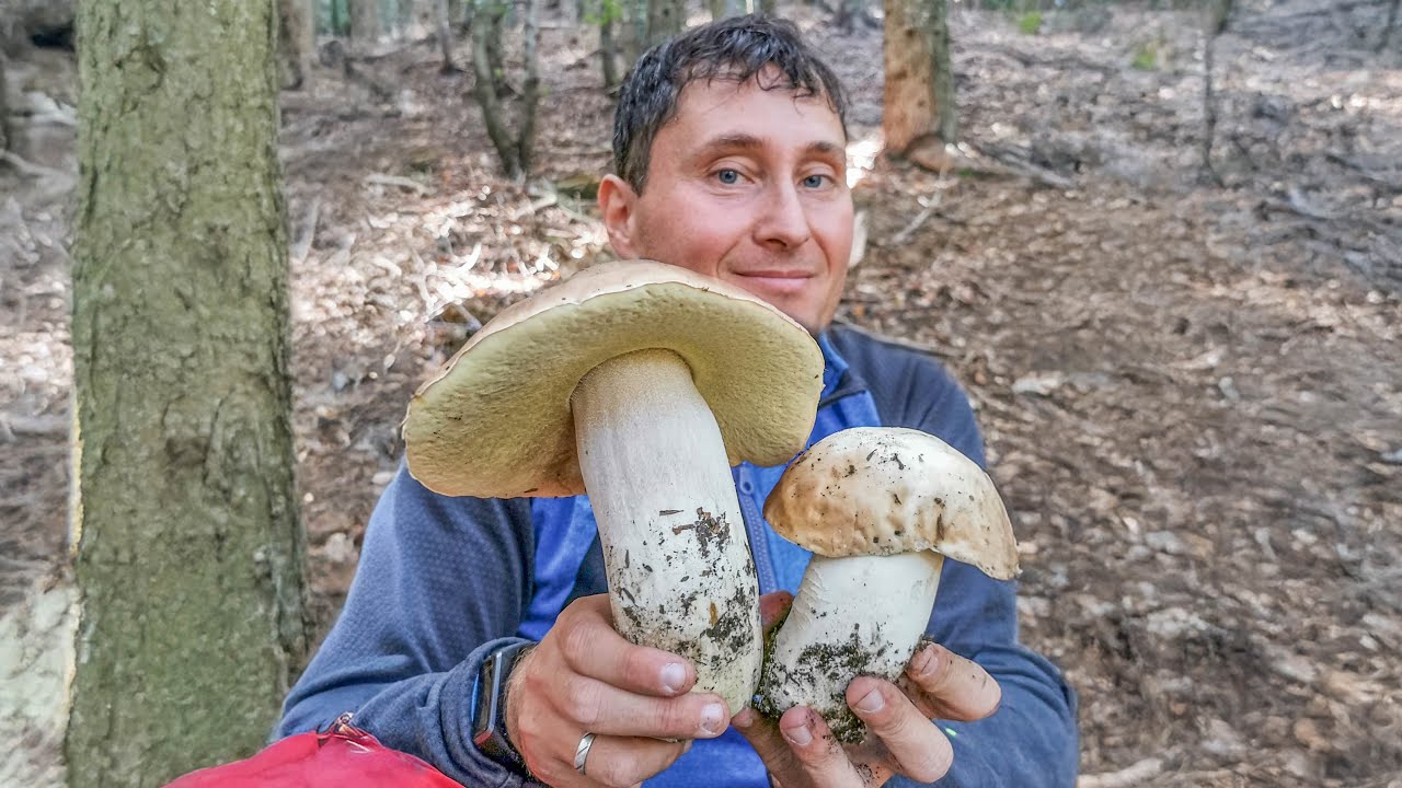 La pulizia dei funghi porcini nel bosco