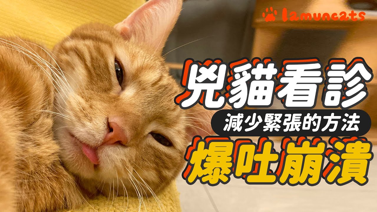 幾招讓貓咪放鬆看醫生！我的貓該打疫苗了嗎？┃拉姆有幾噗 ♤