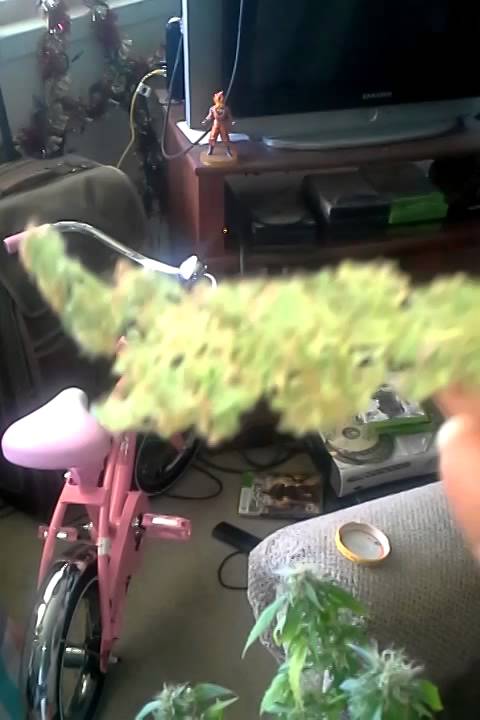 Bud updates