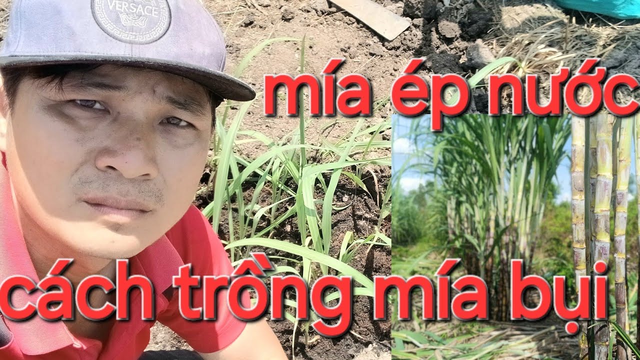 Cách xuống giống trồng mía bụi sống 99% _ đặt giống 0939.811.863