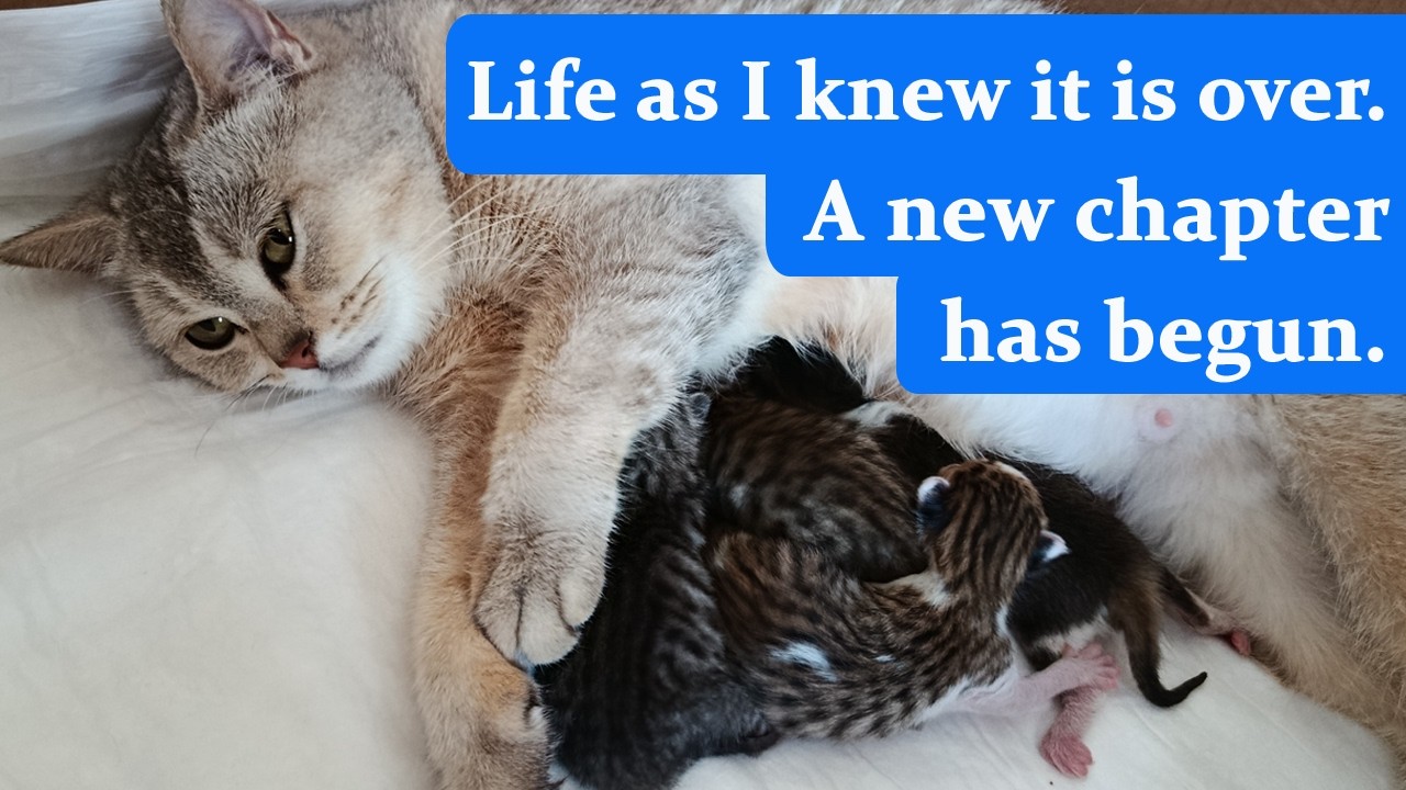 Rescued pregnant cat gives birth: Moments I'll remember for the rest of my life.