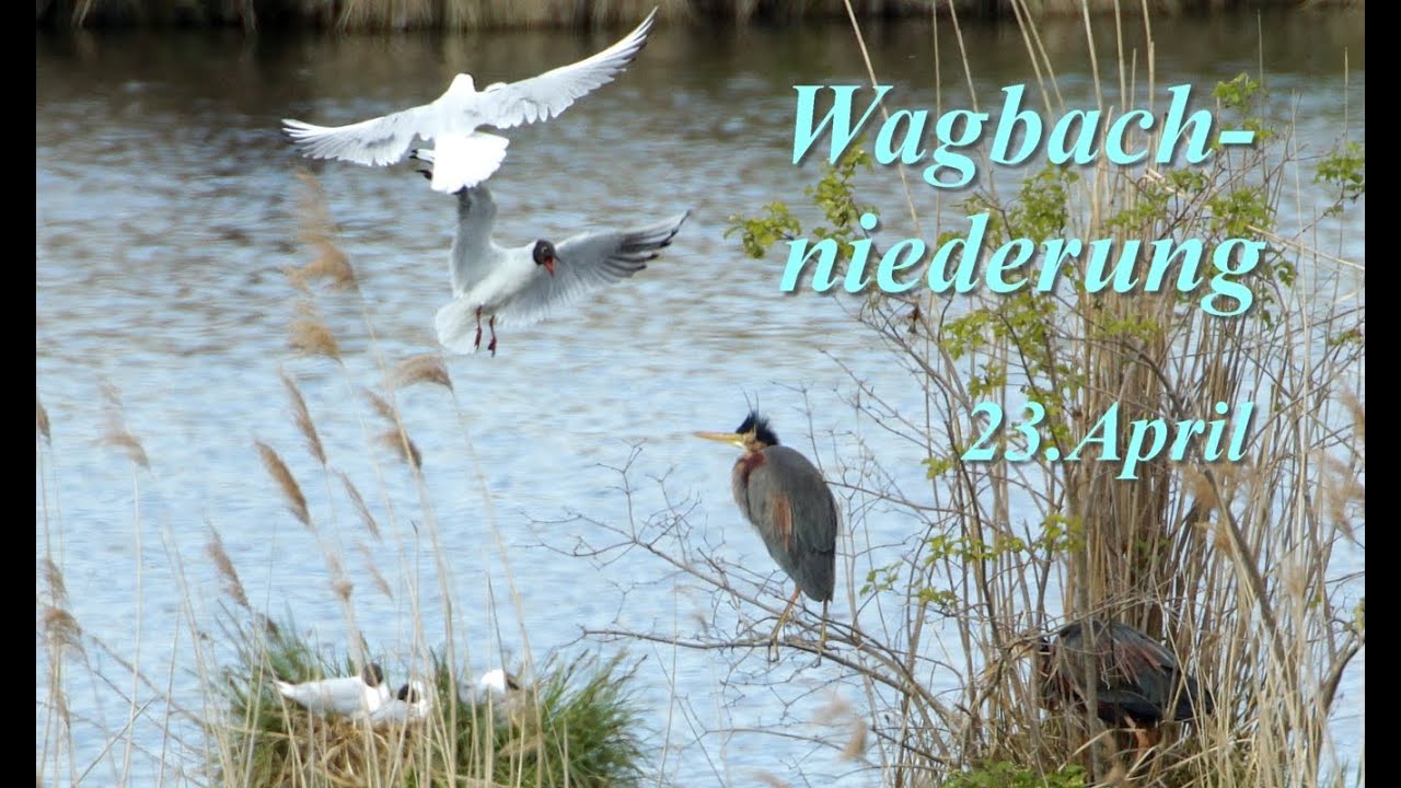 Wagbachniederung, viel zum Beobachten - wenig zum Fotografieren. Und doch ein persönliches Highlight