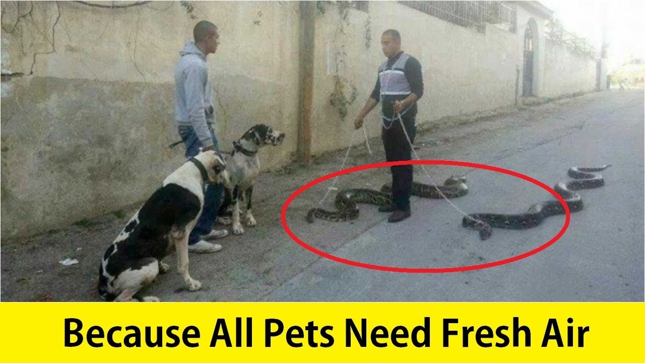 Curious Photos That Will Make You Scratch Your Head