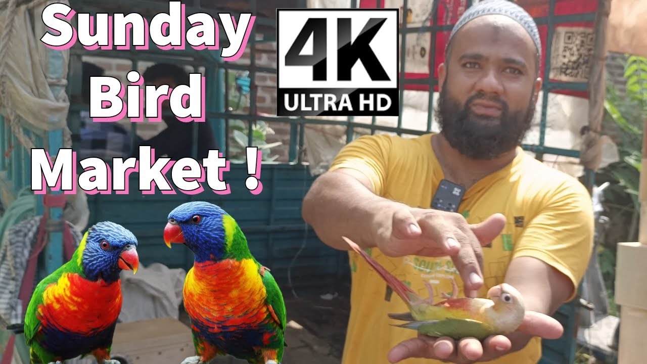 Sunday Bird Market Ahmedabad in 4K resolution | अब देखो TV पे | Handtamed conure and Cockatiel