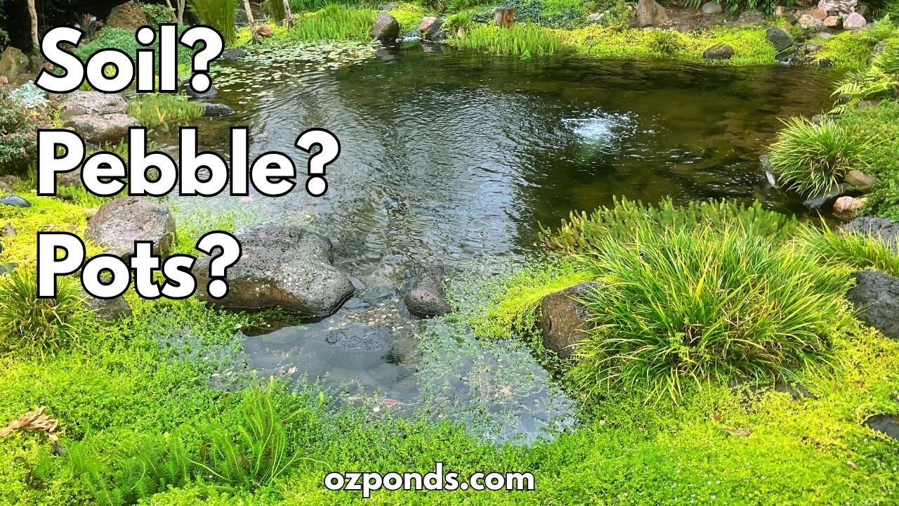 How I Plant my Pond Plants