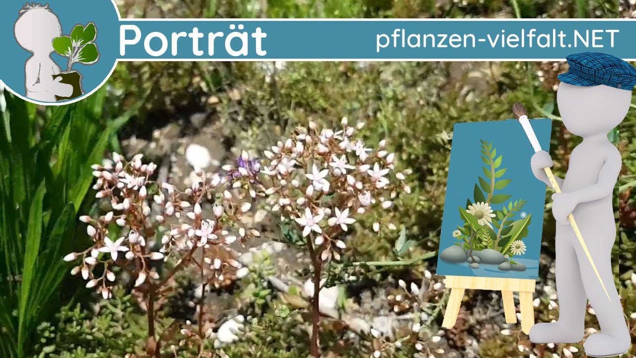 🖼️ Portr&auml;t 127 - Wei&szlig;e Fetthenne (Sedum album) - Steckbrief (Essbar)