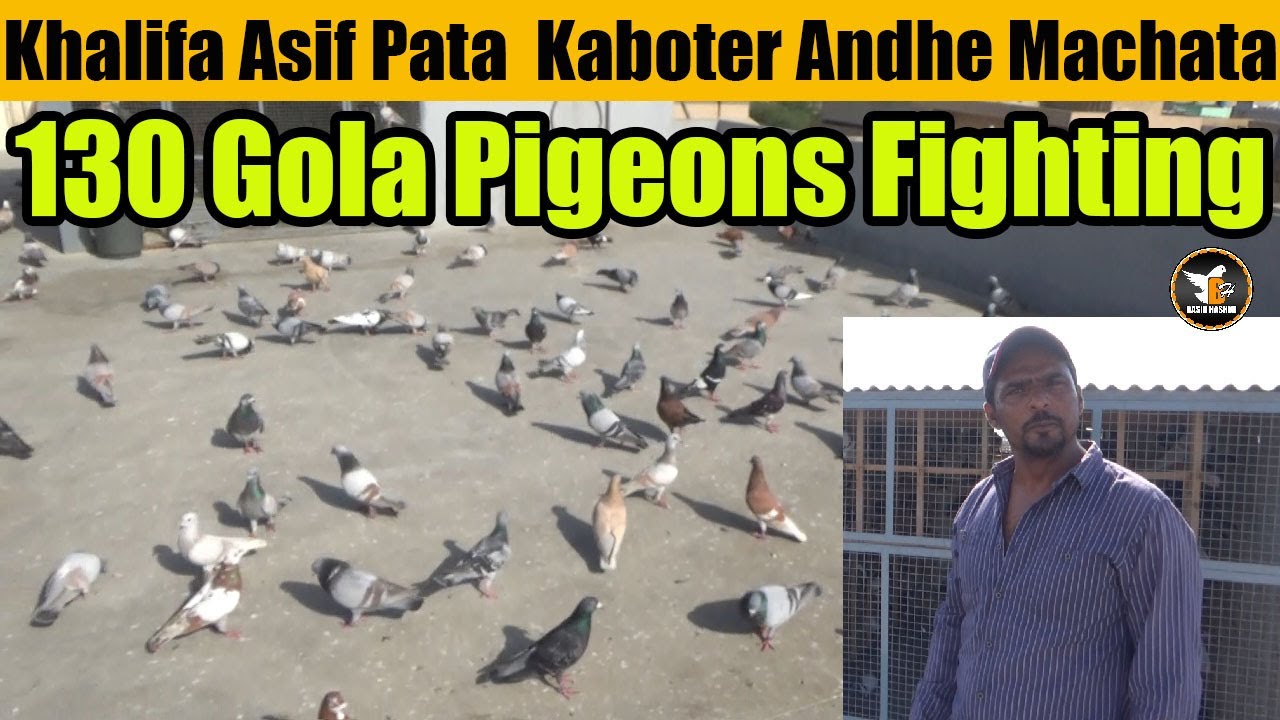 Khalifa Asif Pata 130 Gola Amazing Pigeons Birds Fighting | Kabooter Larrayya | Basir Hashmi