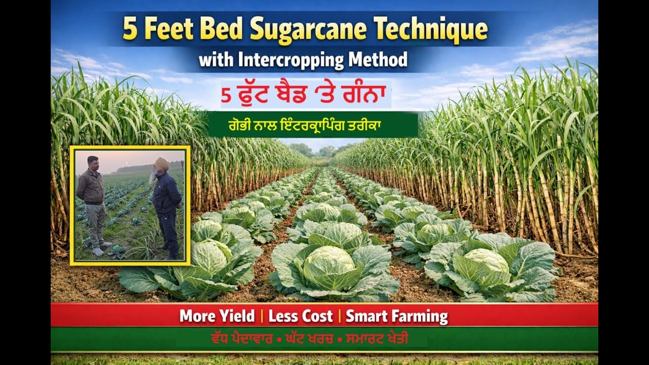 5 Feet Bed Sugarcane Intercropping with Cabbage | 5 ਫੁੱਟ ਬੈਡ ‘ਤੇ ਗੰਨਾ ਬੰਦ ਗੋਭੀ ਨਾਲ