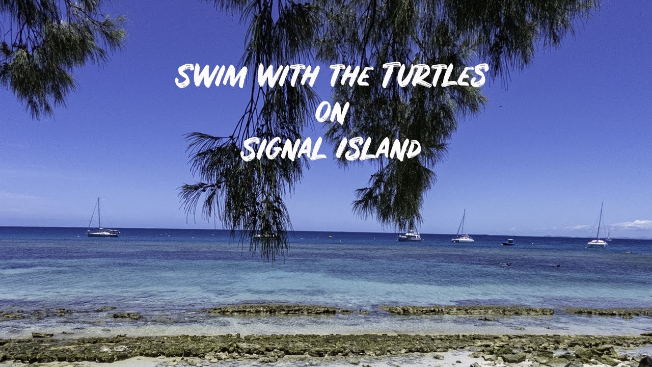 I swam with Turtles on at Signal Island - Noumea must do