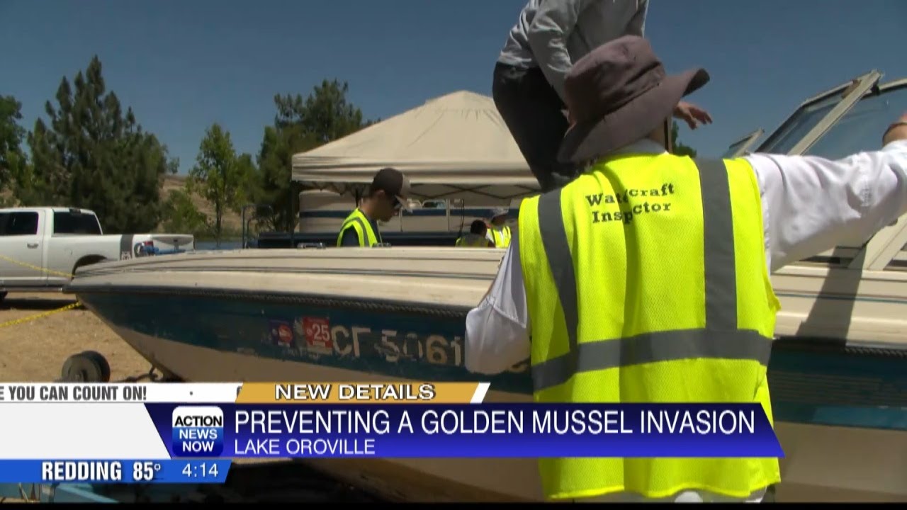 Inspections for invasive golden mussels underway at Lake Oroville, Thermalito Forebay, Thermalito