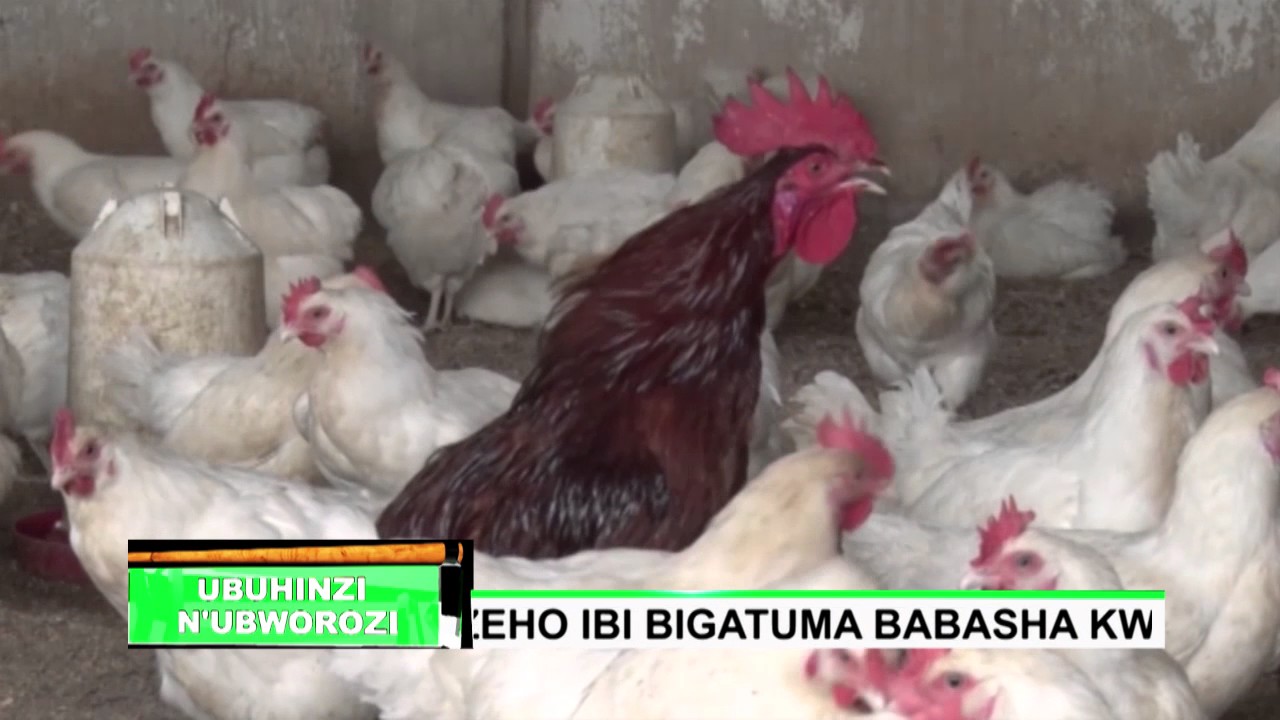 UBUHINZI N'UBWOROZI: Ubworozi bw'inkoko